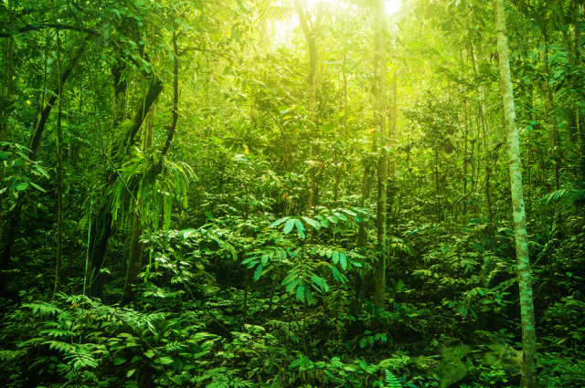 Las plantas a la sombra reciben más luz de lo que se cree